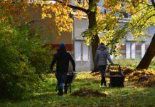 Co mieszkańcy Poznania robią z opadłymi liśćmi?