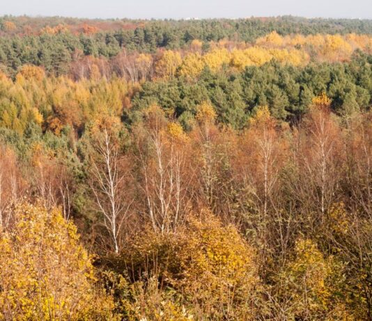 Леса Познани