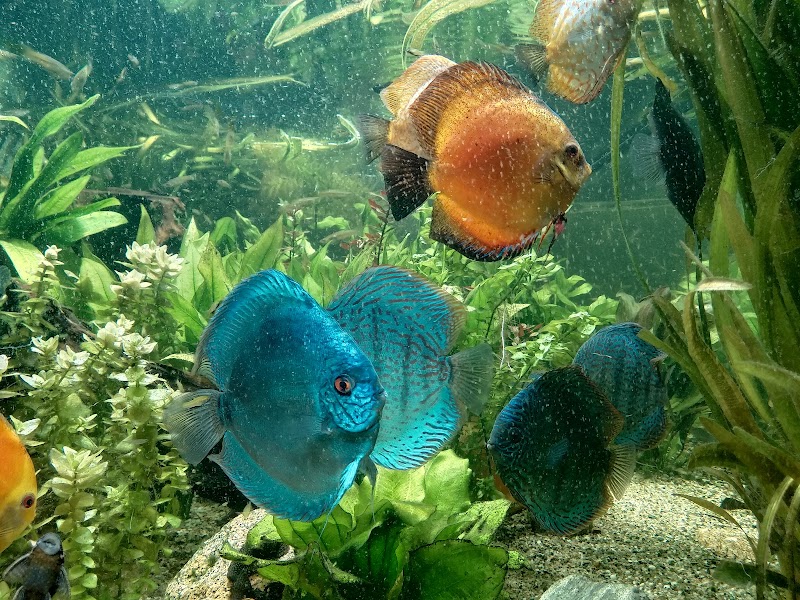 Palmiarnia Poznańska
