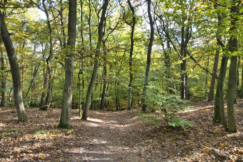 Wielkopolski Park Narodowy